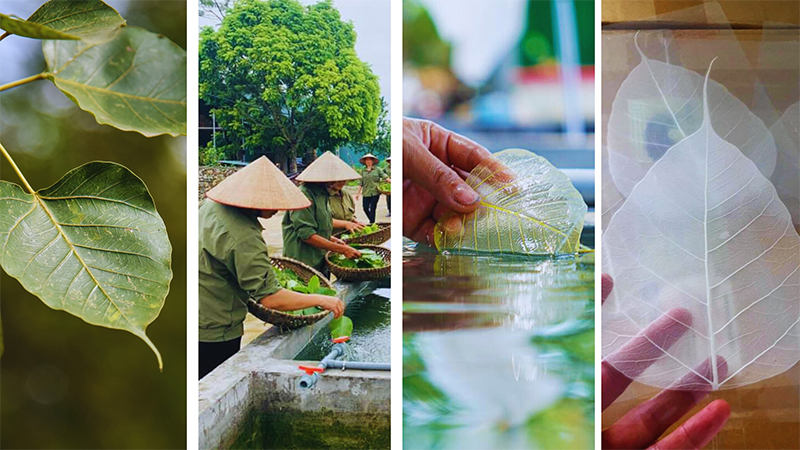 quy trình xưởng sản xuất lá bồ đề quy trình xưởng sản xuất lá bồ đề