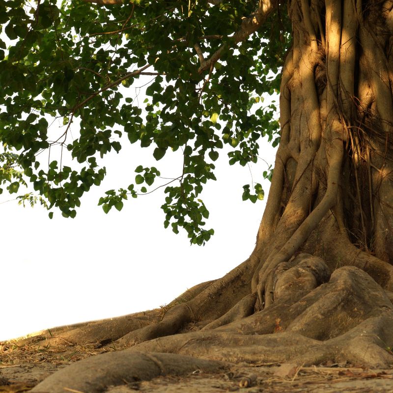 lá bồ đề phật bản mệnh tuổi sửu