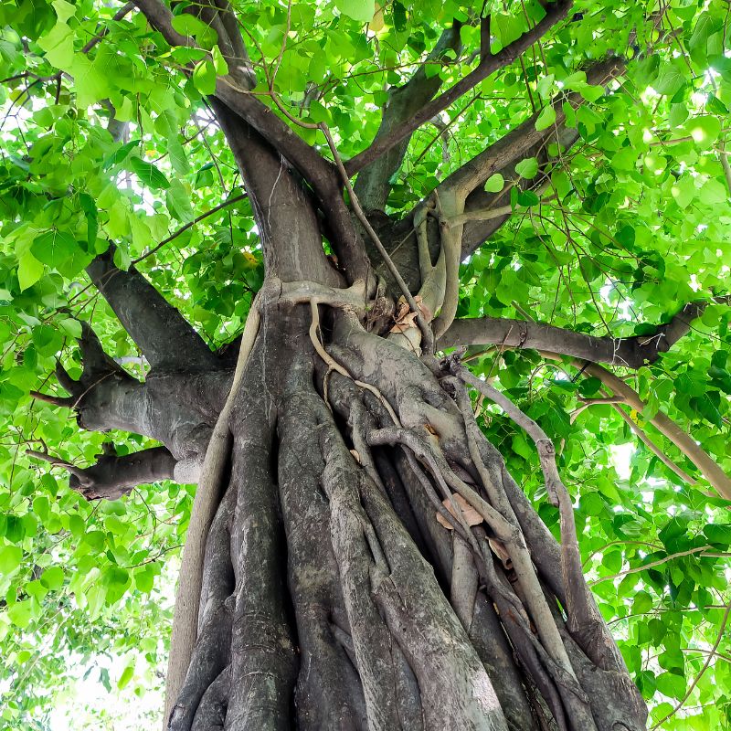 lá bồ đề phật bản mệnh tuổi dần