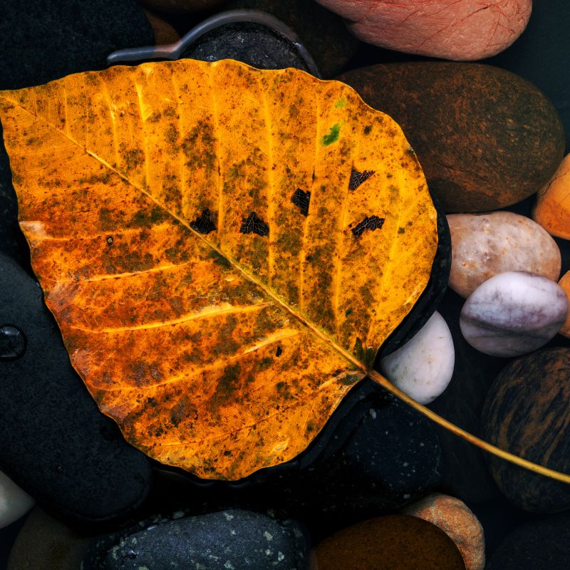 lá bồ đề bình an , may mắn