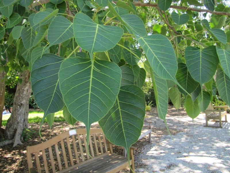 cây bồ đề