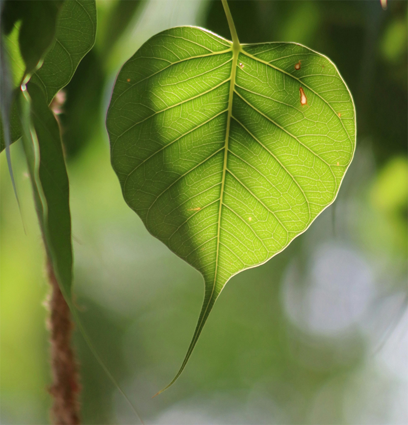 lá bồ đề phong thủy