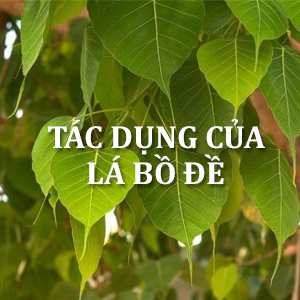 Tác Dụng Của Lá Bồ Đề Biểu Tượng Linh Thiêng Trong Phong Thủy Và Tâm Linh