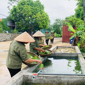 Xưởng sản xuất Lá Bồ Đề uy tín, giá tốt, chất lượng hàng đầu ở Cà Mau