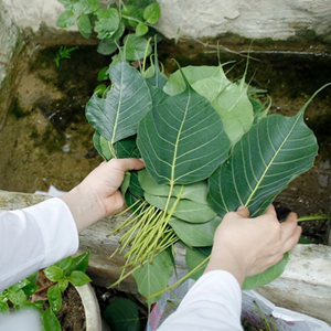 Xưởng sản xuất Lá Bồ Đề uy tín, giá tốt, chất lượng hàng đầu ở Đồng Tháp